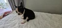 Blk/wht male 2, a male Boston Terrier for sale in Greenville, GA – 5 of 10