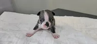 Blue female , a female Boston Terrier for sale in Greenville, GA – 4 of 10