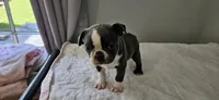 Blue female , a female Boston Terrier for sale in Greenville, GA – 9 of 10