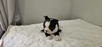 Blk/wht female 2, a female Boston Terrier for sale in Greenville, GA – 9 of 10
