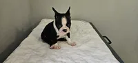 Blk/wht male 2, a male Boston Terrier for sale in Greenville, GA – 10 of 10