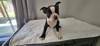 Blk/wht male 2, a male Boston Terrier for sale in Greenville, GA – 3 of 10