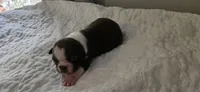 Cho male 1, a male Boston Terrier for sale in Greenville, GA – 6 of 10
