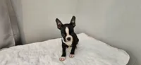 Blk/wht male 1, a male Boston Terrier for sale in Greenville, GA – 5 of 10