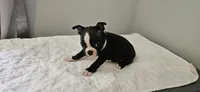 Blk/wht male 3, a male Boston Terrier for sale in Greenville, GA – 10 of 10