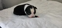 Blk/wht male 1, a male Boston Terrier for sale in Greenville, GA – 8 of 10