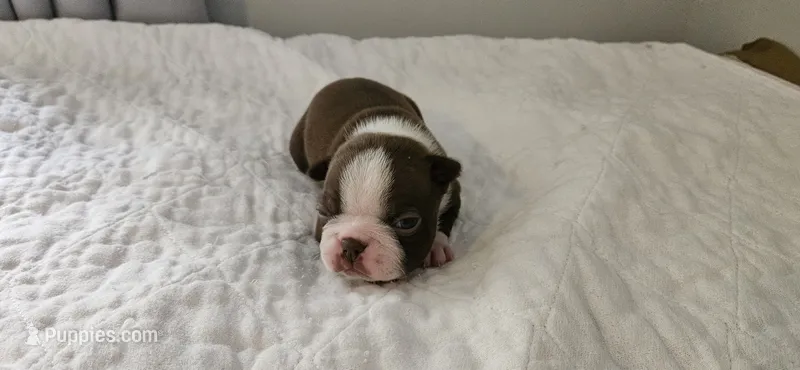 Cho male 2 – Boston Terrier puppy for sale in Greenville, GA
