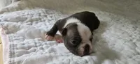 Cho female , a female Boston Terrier for sale in Greenville, GA – 5 of 10