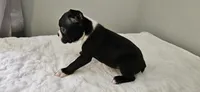 Blk/wht male 3, a male Boston Terrier for sale in Greenville, GA – 5 of 10