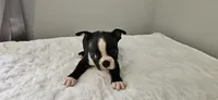 Blk/wht male 3, a male Boston Terrier for sale in Greenville, GA – 9 of 10