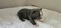 Blue female 1, a female Boston Terrier for sale in Greenville, GA – 9 of 10
