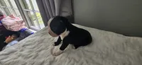 Blk/wht male 3, a male Boston Terrier for sale in Greenville, GA – 5 of 10