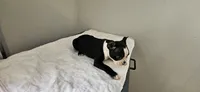 Blk/wht male 2, a male Boston Terrier for sale in Greenville, GA – 10 of 10