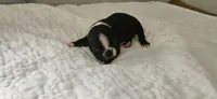 Blk/wht male 1, a male Boston Terrier for sale in Greenville, GA – 10 of 10