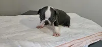 Blue male, a male Boston Terrier for sale in Greenville, GA – 2 of 10