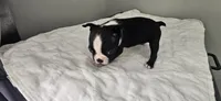 Blk/wht male 2, a male Boston Terrier for sale in Greenville, GA – 3 of 10