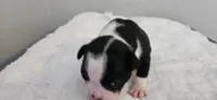 Blk/wht male 1, a male Boston Terrier for sale in Greenville, GA – 2 of 10