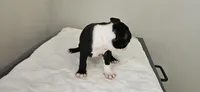 Blk/wht male 4, a male Boston Terrier for sale in Greenville, GA – 3 of 10