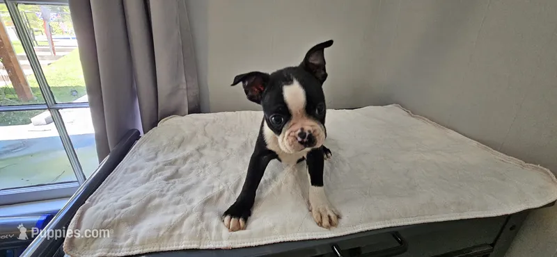 Blk/wht male 2 – Boston Terrier puppy for sale in Greenville, GA