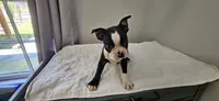 Blk/wht male 2, a male Boston Terrier for sale in Greenville, GA – 1 of 10