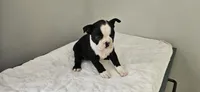 Blk/wht female 2, a female Boston Terrier for sale in Greenville, GA – 5 of 10