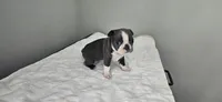 Blue female , a female Boston Terrier for sale in Greenville, GA – 9 of 10