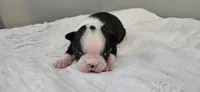 Blk/wht female 1, a female Boston Terrier for sale in Greenville, GA – 1 of 10