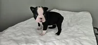 Blk/wht female 2, a female Boston Terrier for sale in Greenville, GA – 4 of 10
