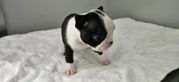 Blk/wht female 2, a female Boston Terrier for sale in Greenville, GA – 9 of 10