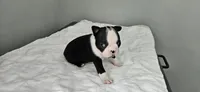 Blk/wht female 2, a female Boston Terrier for sale in Greenville, GA – 3 of 10