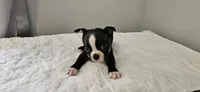 Blk/wht male 3, a male Boston Terrier for sale in Greenville, GA – 7 of 10
