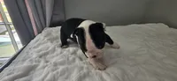 Blk/wht male 4, a male Boston Terrier for sale in Greenville, GA – 8 of 10