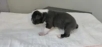 Blue male, a male Boston Terrier for sale in Greenville, GA – 8 of 10