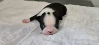 Blk/wht female 1, a female Boston Terrier for sale in Greenville, GA – 4 of 10