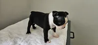 Blk/wht male 4, a male Boston Terrier for sale in Greenville, GA – 7 of 10