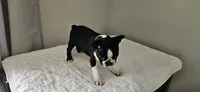 Blk/wht male , a male Boston Terrier for sale in Greenville, GA – Photo 8 of 10