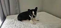 Blk/wht male , a male Boston Terrier for sale in Greenville, GA – Photo 5 of 10