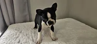 Blk/wht male , a male Boston Terrier for sale in Greenville, GA – Photo 4 of 10