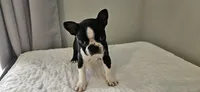 Blk/wht male , a male Boston Terrier for sale in Greenville, GA – Photo 2 of 10