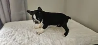 Blk/wht male , a male Boston Terrier for sale in Greenville, GA – Photo 9 of 10