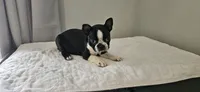 Blk/wht male , a male Boston Terrier for sale in Greenville, GA – Photo 6 of 10