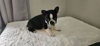 Blk/wht male , a male Boston Terrier for sale in Greenville, GA – Photo 7 of 10