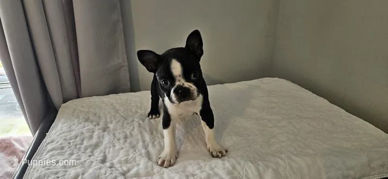 Blk/wht male , a male Boston Terrier for sale in Greenville, GA – Photo 1 of 10