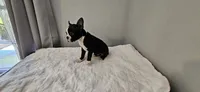Blk/wht male 1, a male Boston Terrier for sale in Greenville, GA – 6 of 10