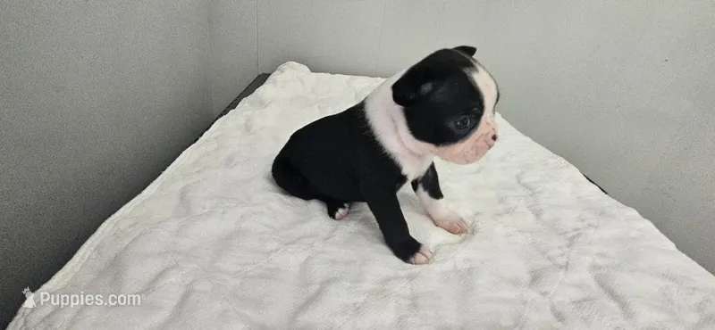 Blk/wht male 3 – Boston Terrier puppy for sale in Greenville, GA