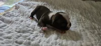 Cho female , a female Boston Terrier for sale in Greenville, GA – 8 of 10
