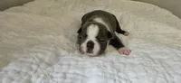 Blue female 2, a female Boston Terrier for sale in Greenville, GA – 6 of 10
