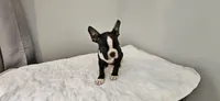 Blk/wht male 1, a male Boston Terrier for sale in Greenville, GA – 10 of 10