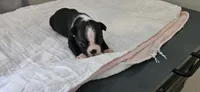 Blk/wht male 3, a male Boston Terrier for sale in Greenville, GA – 4 of 10