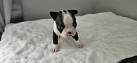 Blk/wht female 2, a female Boston Terrier for sale in Greenville, GA – 10 of 10